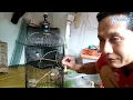 Download Lagu burung jingjing batu gampang mati begini ulasannya