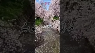 حالات واتساب الشيخ محمد صديق المنشاوي رحمه الله 