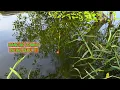 Download Lagu GILAA SERU BANGET !!! LIAT PELAMPUNG DIGOYANGIN IKAN BIKIN BAHAGIA #mancinglobangikannila