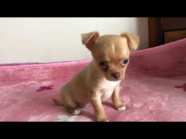 動画