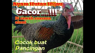 Download Ayam Hutan Hijau gacor...!!! MP3