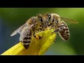 Download Lagu SUARA LEBAH DAN MENGENAL BINATANG LEBAH ( BEE SOUND )