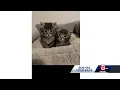 Pet buyers homeowner dogged by Craigslist scam