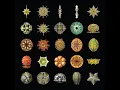 Pausal - Milk Whistle..Pollen Counter