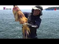 Download Lagu The highest appeal squid jig of the EGI OH series \