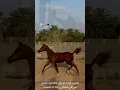 على العهد  ..  محمد ال دلبج
