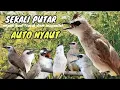 Download Lagu trucukan gacor TARUNG ROPEL PANJANG pancingan trucukan agar bunyi jadikan burung trucuk gacor EMOSI