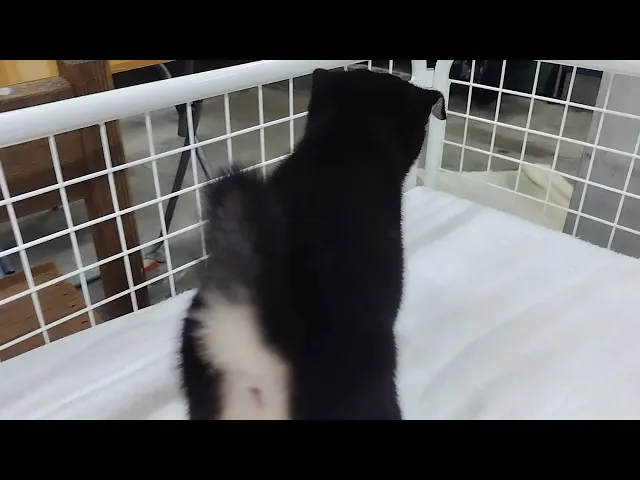 動画