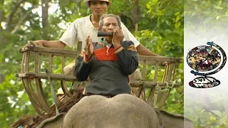 the jungle aphrodisiac 2004 
