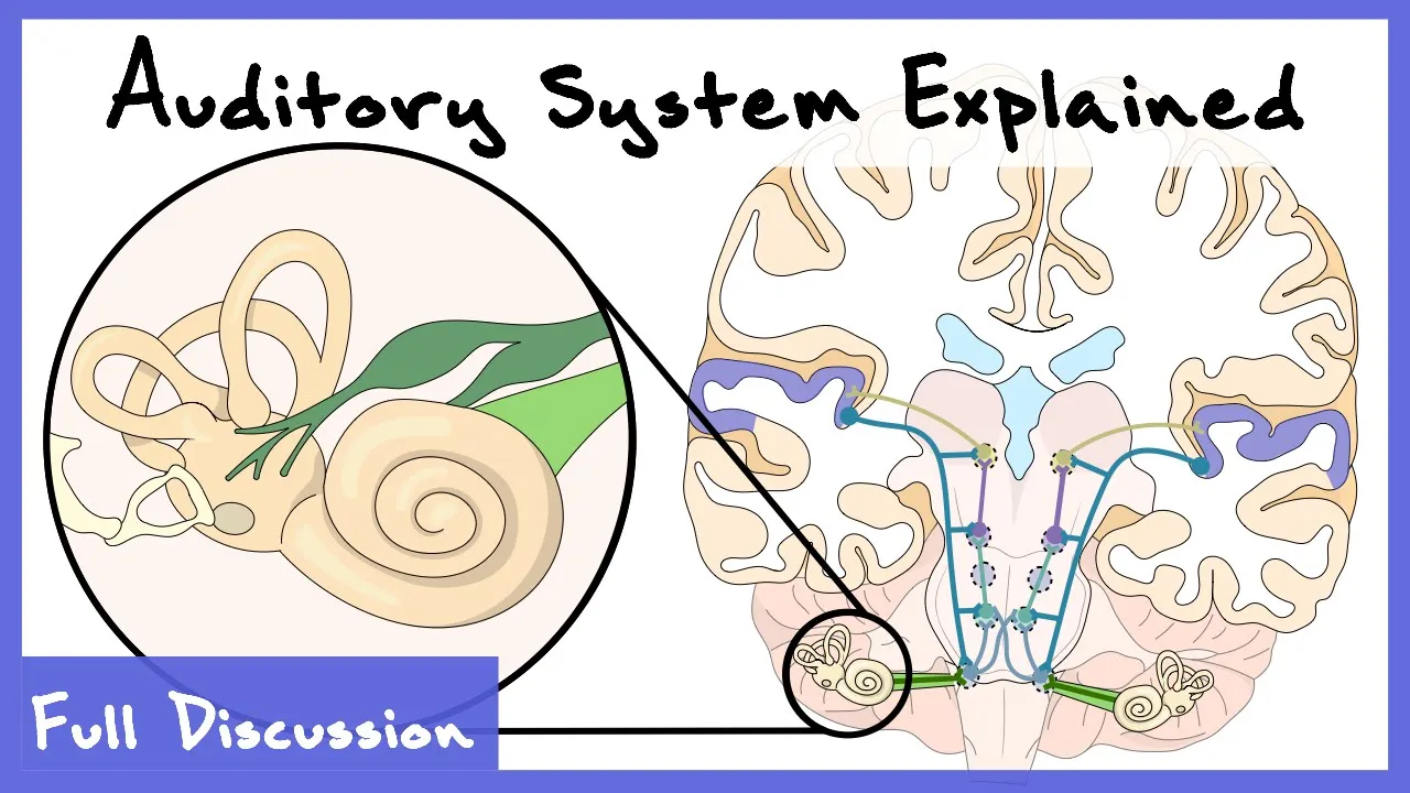 Auditory System Explained (Anatomy, Cochlear Transduction, Auditory Cortex) | Full discussion