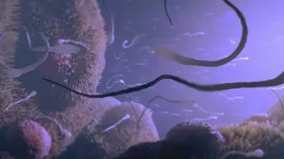 كرداری پیتاندنی هێلكه د ابراهیم مصطفی Dr Ebrahim Mustafa 