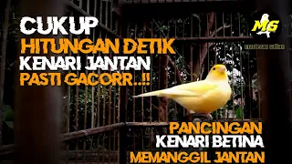 Download PANCINGAN KENARI BETINA MEMANGGIL JANTAN PALING TOPCER#kenari #kicaumania #kenarigacor #kicau MP3