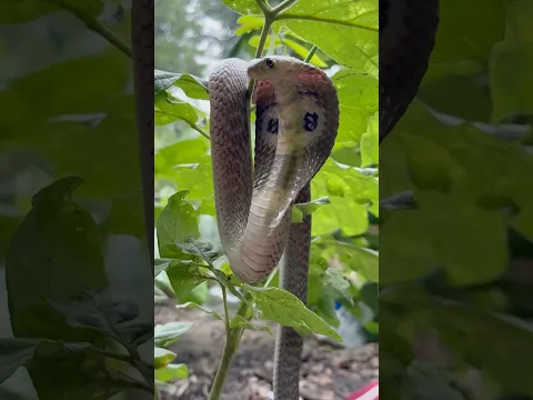 MERE MUNNE BHOOL NA JANA TU APNA FARJ NIBHANA 😯 #snakevideo ​@chitransh_Bhai2.0 ⁠ #shorts