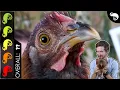 Chicken The Best Pet Dinosaur