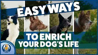 Dog Enrichment Secrets Part 2 30 Day Enrichment Challenge Free Planner PDF 315 Podcast  Dog Enrichment Secrets Part 2 30 Day Enrichment Challenge Free Planner PDF 315 Podcast