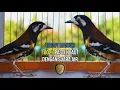 Download Lagu Anis Macan Gacor Ngerol, cocok untuk pancingan anis macan macet
