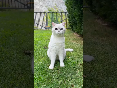 Brave cat saved a girl😇 #cat #cats