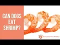 Can Dogs Eat Shrimp
