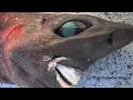 Deep Sea Shark With Bulging Eyes And Bizarre Teeth Caught By Fisherman In Australia