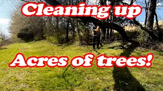 Cleaning up Tree Rows and Falling Trees