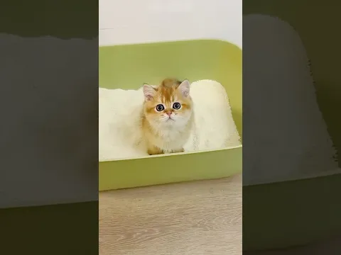😹 This Cat Fell Asleep During Training! 🐱💤 #shorts