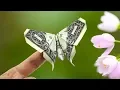 Dollar bill Origami Butterfly Michael LaFosse