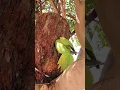 Download Lagu Natural parrot nest 🦜🥀🥀❤️