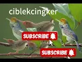 Download Lagu Pikat penjak /pikat ciblek cingker paling ampuh