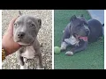 Bluenose PITBULL transformation 8 weeks to 6 months