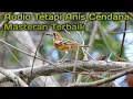 Download Lagu Audio Terapi Anis Cendana atasi Macet Bunyi