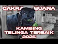 KAMBING DENGAN TELINGA TERBAIK TAHUN 2025 MILIK CAKRA BUANA
