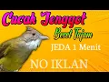 Download Lagu MASTERAN CUCAK JENGGOT GACOR (BESET JERNIH) JEDA 1 MENIT