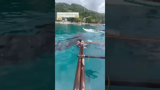 WHALE SHARK INTERACTION  WHALE SHARK INTERACTION