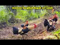 Download Lagu ternyata disini sarang ayam hutan unik \u0026 langkah