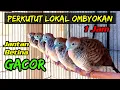 Download Lagu Perkutut lokal ombyokan gacor... Perkutut lokal betina dan perkutut lokal jantan gacor bersautan.