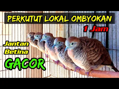 Download MP3 Perkutut lokal ombyokan gacor... Perkutut lokal betina dan perkutut lokal jantan gacor bersautan.