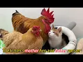 Lagu So funny! The kitten's mom is a hen, its dad is a rooster, and its nanny is a puppy. A happy family!