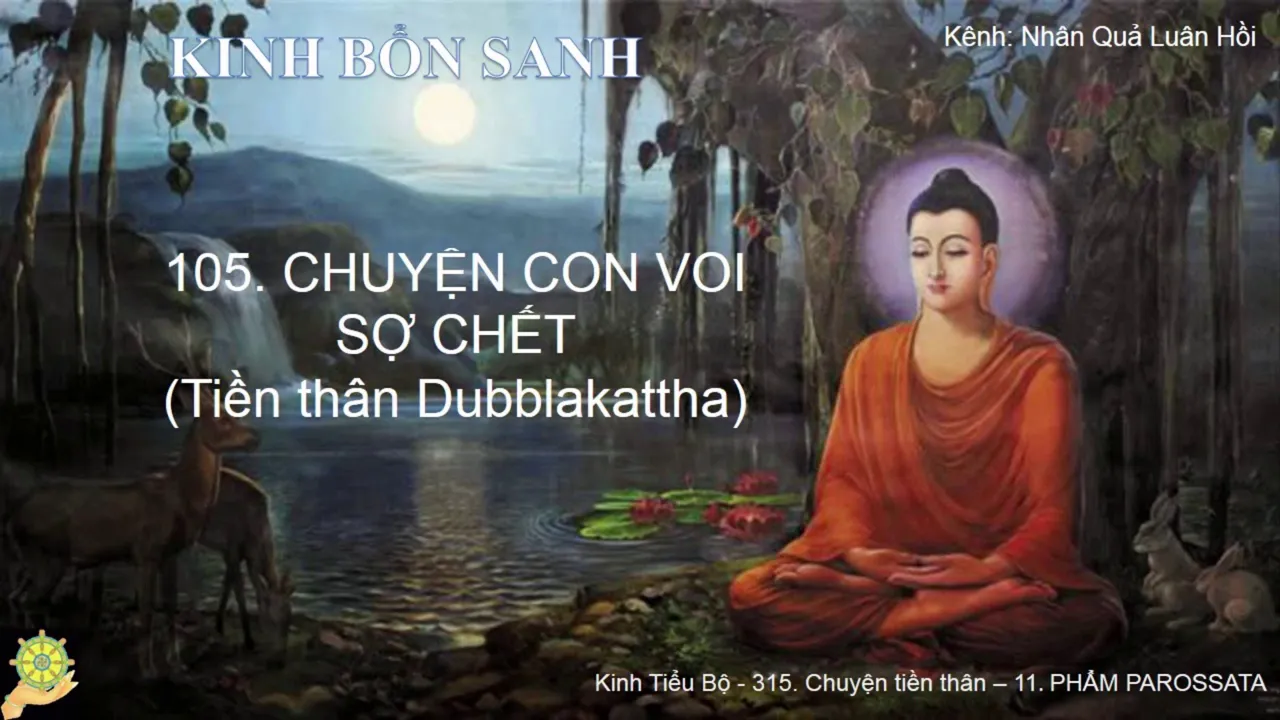 105 Truyện CON VOI SỢ CHẾT Tiền thân Dubbalakattha K.Bổn Sanh, Bổn Sự 