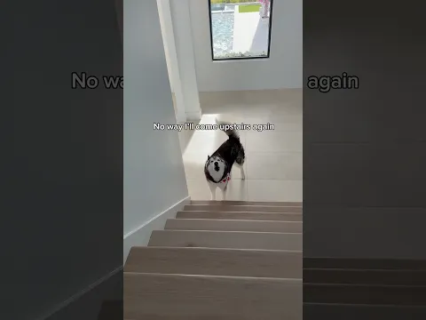 My Husky Is SCARED of Stairs 🫣👀