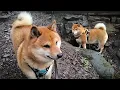 Lagu Shiba Inu and The Path That Needed No Words