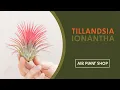 Download Lagu Air Plant Spotlight | Tillandsia Ionantha