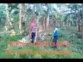 Download Lagu How to Make Mushroom by Banana Leaves Volvariella volvacea