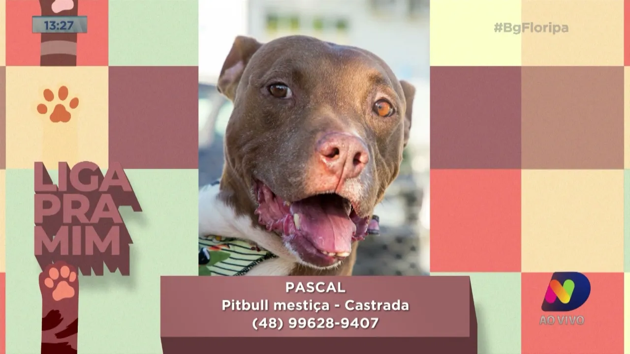 Animais com necessidades especiais demoram mais que o dobro de tempo para serem adotados