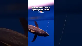 THIS is “restocking the freezer” when sailing the remote islands of the South Pacific🎣 #fishing