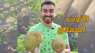 أكبر توت في العالم الجاك فروت وفاكهة البمبر  أكبر توت في العالم الجاك فروت وفاكهة البمبر