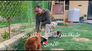خالدk-9 طريقة تدريب الكلب يقفز بين الأيدين #دورات_تدريبية #تدريب #الكلاب #جهاز_مكافحة_الارهاب