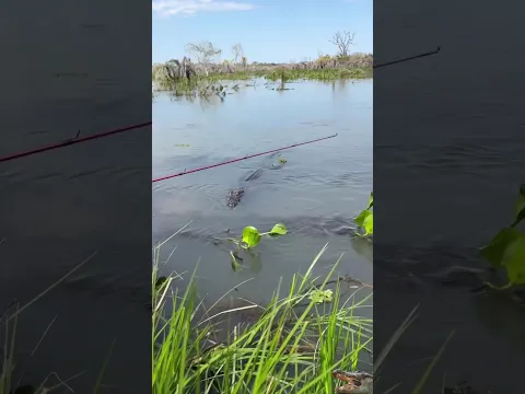 caiman