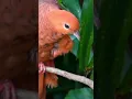 Download Lagu burung uncal merah #pikat  #shorts