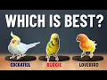 Cockatiel VS Budgie VS Lovebird: Which Bird is BEST for You?