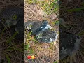 Download Lagu wow nice owl (उल्लू) jungal m mile ❤️🥰🥰 #deeputanganiya #lovely #owl #owls #owls #owlbird #birds